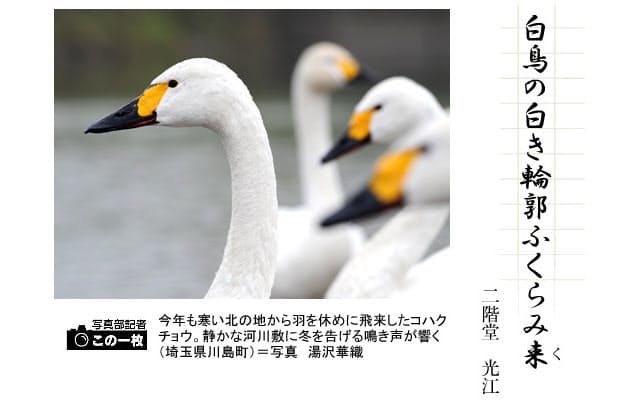 冬の鳥 その2 俳句一口講座 白鳥 Nikkei Style 冬の鳥 その2 俳句一口講座 白鳥 Nikkei Style