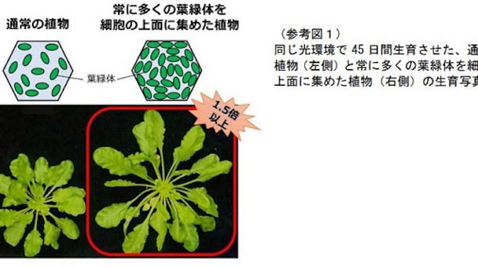 九大など 光合成の場 を集めて植物の生長を促進させることに成功 日本経済新聞 九大など 光合成の場 を集めて植物の生長を促進させることに成功 日本経済新聞