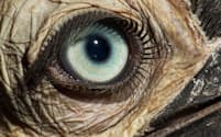 ミナミジサイチョウ（Bucorvus leadbeateri）の目（PHOTOGRAPH BY DAVID LIITTSCHWAGER, NAT GEO IMAGE COLLECTION）