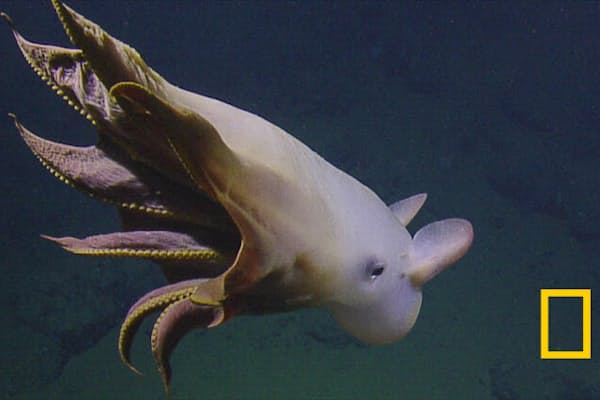 発見 古代サメの全身化石 異形の深海魚と重なる姿 Nikkei Style 発見 古代サメの全身化石 異形の深海魚と重なる姿 Nikkei Style