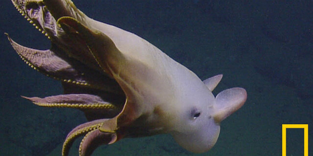 研究者が大興奮 耳を使って優雅に泳ぐダンボタコ Nikkei Style 研究者が大興奮 耳を使って優雅に泳ぐダンボタコ Nikkei Style