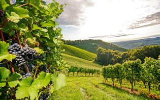 チリの乾燥した気候、日照時間の長さなどがワイン用ブドウ栽培に適している