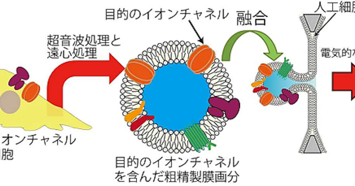 東大など 膜内外にイオン輸送チャネルが組み込まれた 人工細胞膜チップ を開発 日本経済新聞