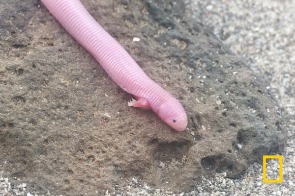 昆虫の変態とは何か 繁栄の背景にある不思議な一生 Nikkei Style 昆虫の変態とは何か 繁栄の背景にある不思議な一生 Nikkei Style