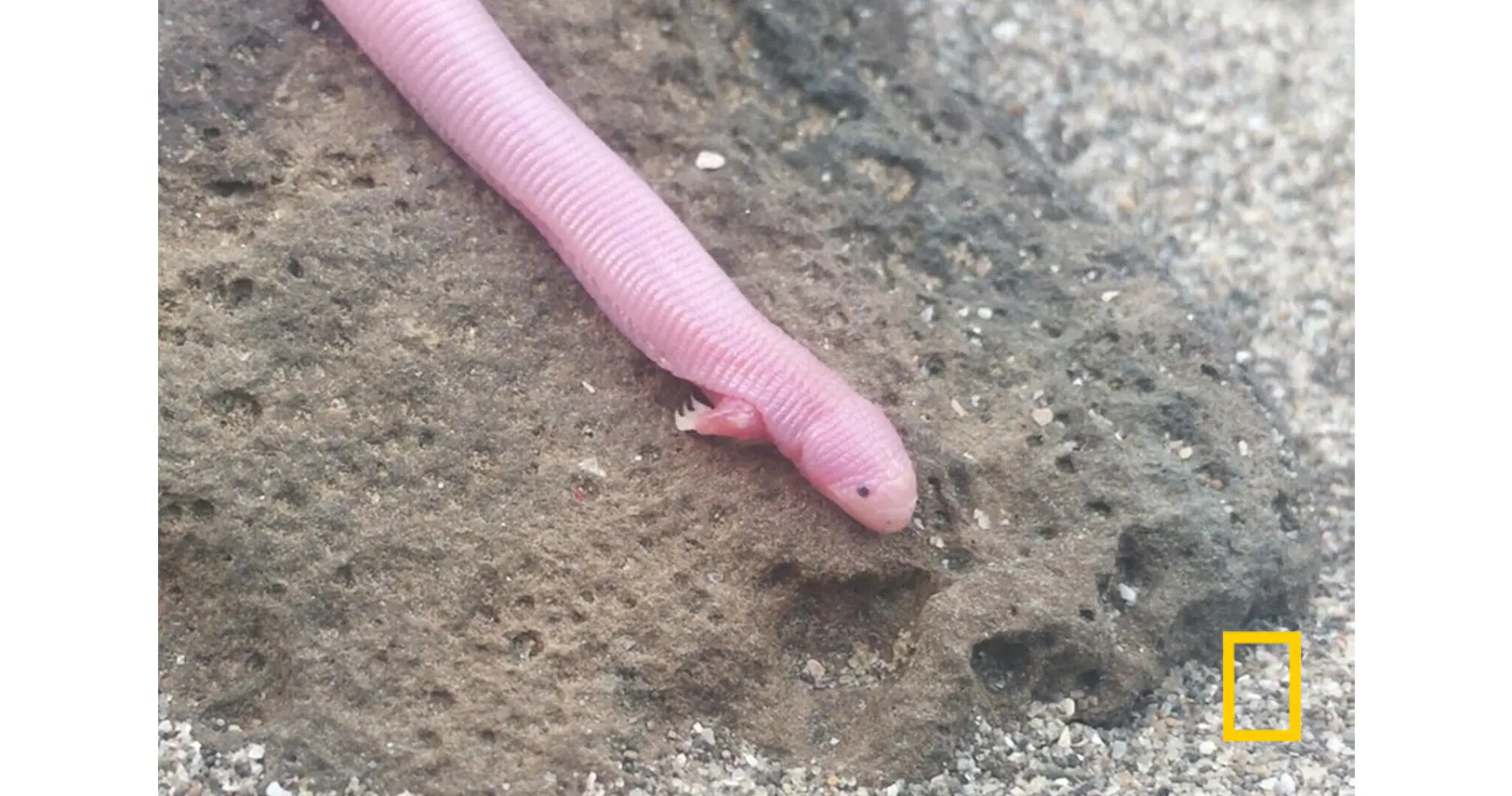 つぶらな瞳に短い前足 ヘビのような姿のミミズトカゲ Nikkei Style つぶらな瞳に短い前足 ヘビのような姿のミミズトカゲ Nikkei Style