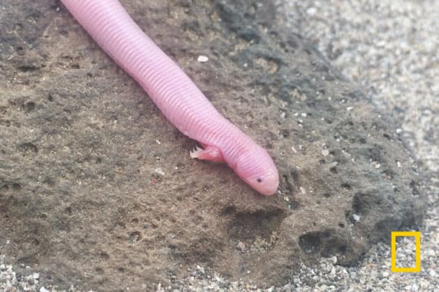 お届けナショジオ動画 19年前半ベスト10 Nikkei Style お届けナショジオ動画 19年前半ベスト10 Nikkei Style