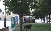 ギリシャ国会前のシンタグマ広場は大型犬の野良犬が目立つ。まだ餌もあるようだが、ギリシャ経済が臨界点に迫るリスクも
