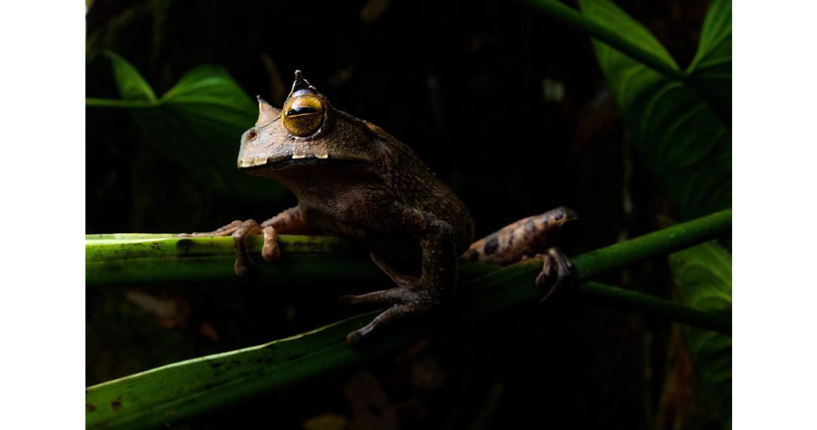 絶滅危機のカエル 13年ぶり発見 背の袋で子育て Nikkei Style 絶滅危機のカエル 13年ぶり発見 背の袋で子育て Nikkei Style