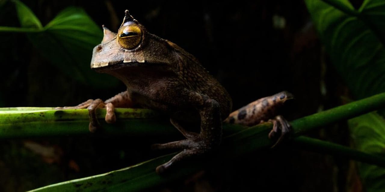 絶滅危機のカエル 13年ぶり発見 背の袋で子育て ナショジオ Nikkei Style