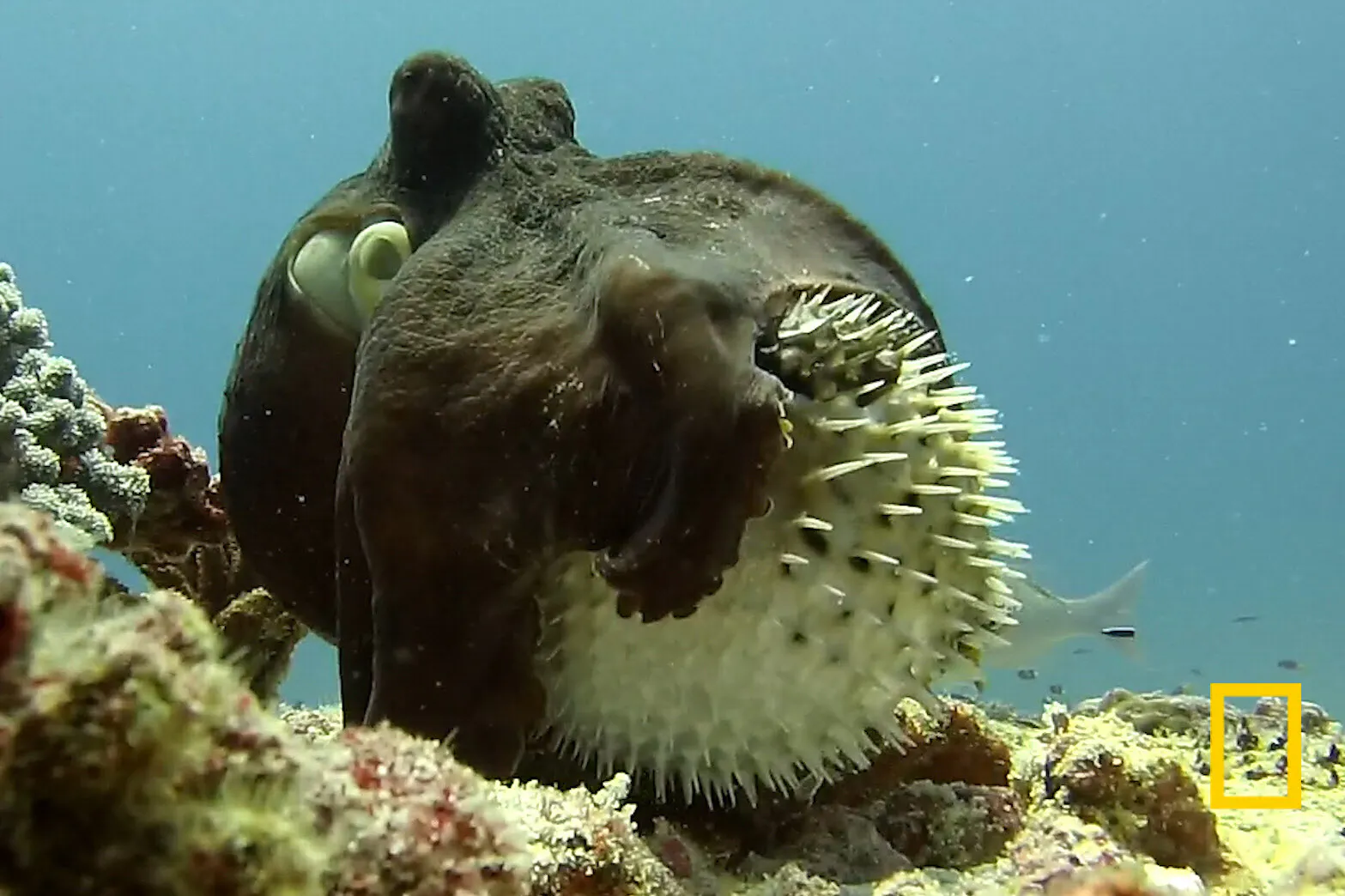 研究者も不思議 タコはなぜハリセンボンを襲った Nikkei Style 研究者も不思議 タコはなぜハリセンボンを襲った Nikkei Style