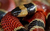 新種のヘビがその胃から見つかったチュウベイサンゴヘビ（Micrurus nigrocinctus）。ほかの小さなヘビを食べることも多い（PHOTOGRAPH BY MATTHIEU BERRONEAU）