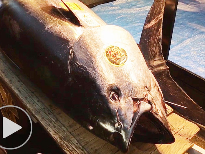 マグロ初競り 史上最高の3億3360万円 豊洲 日本経済新聞 マグロ初競り 史上最高の3億3360万円 豊洲 日本経済新聞