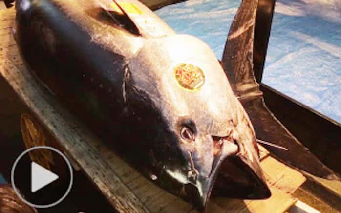 マグロ初競り 史上最高の3億3360万円 豊洲 日本経済新聞