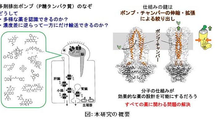 京大 多剤排出ポンプが薬を輸送するメカニズムを解明 日本経済新聞 京大 多剤排出ポンプが薬を輸送するメカニズムを解明 日本経済新聞