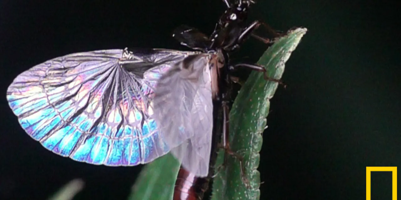 これぞ折り紙付き 精巧すぎるハサミムシの翅の格納術 Nikkei Style これぞ折り紙付き 精巧すぎるハサミムシの翅の格納術 Nikkei Style