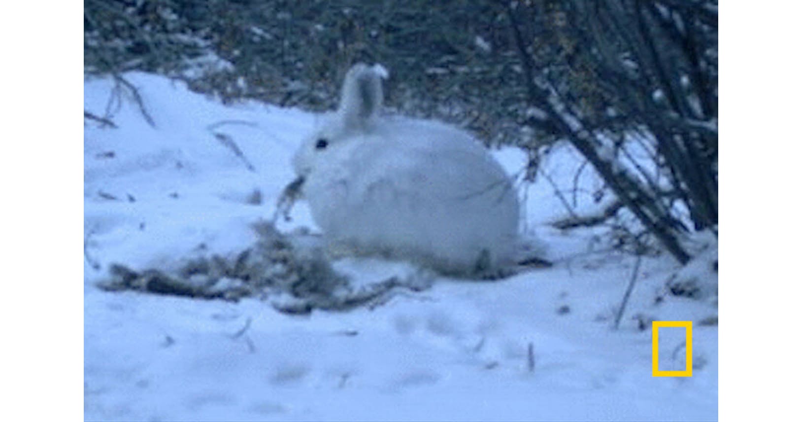 カメラは見た ノウサギは実は肉食系でもあった Nikkei Style カメラは見た ノウサギは実は肉食系でもあった Nikkei Style