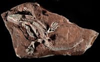 ドイツで発見されたオロバテス・パブスティの化石の完全さは驚異的だ（PHOTOGRAPH BY PHIL DEGGINGER / ALAMY STOCK PHOTO）