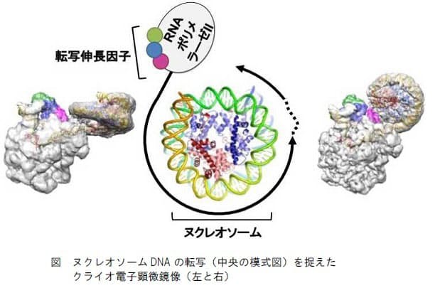 理研 東大 Amed 真核細胞がdnaを核内にコンパクトに収納しつつスムーズに転写する仕組みを解明 日本経済新聞 理研 東大 Amed 真核細胞がdnaを核内にコンパクトに収納しつつスムーズに転写する仕組みを解明 日本経済新聞