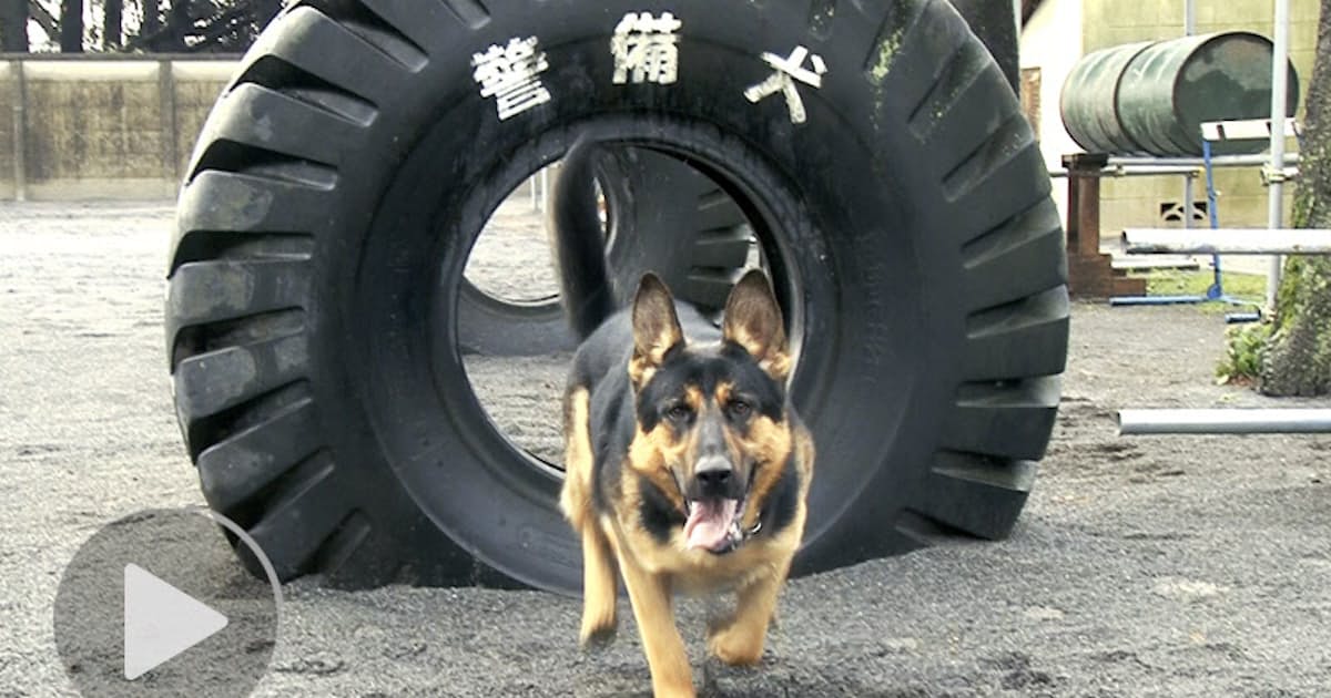 潜入 警備犬 訓練所 凶悪犯制圧や爆弾捜索 日本経済新聞