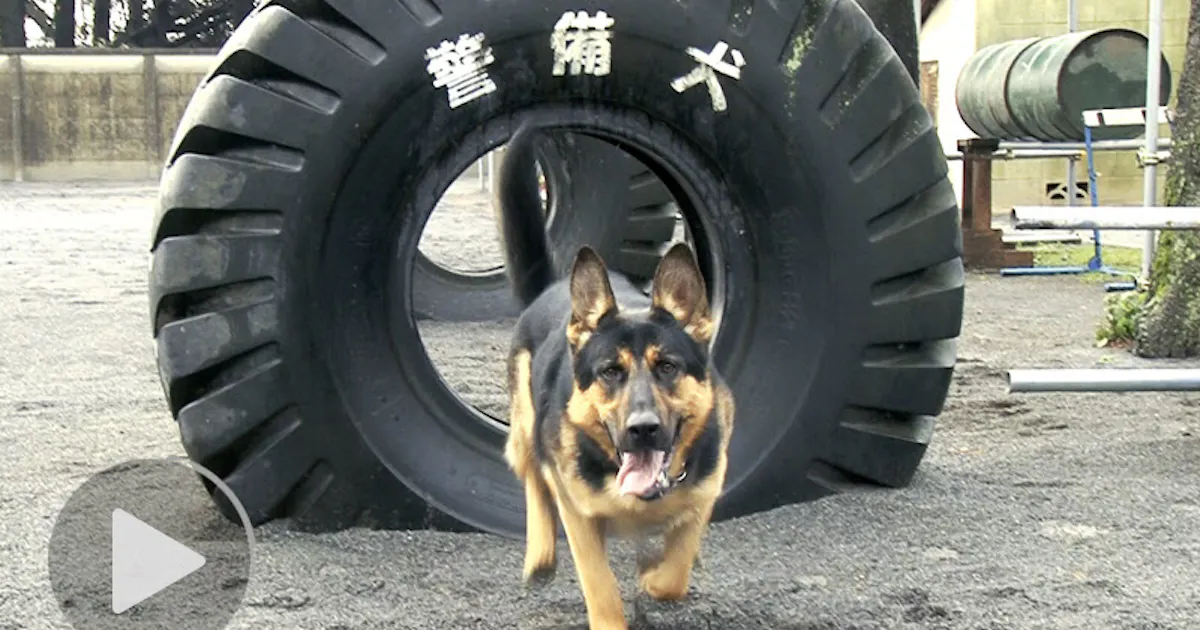 潜入 警備犬 訓練所 凶悪犯制圧や爆弾捜索 日本経済新聞 潜入 警備犬 訓練所 凶悪犯制圧や爆弾捜索 日本経済新聞