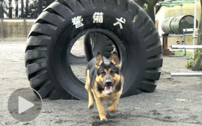 潜入 警備犬 訓練所 凶悪犯制圧や爆弾捜索 日本経済新聞