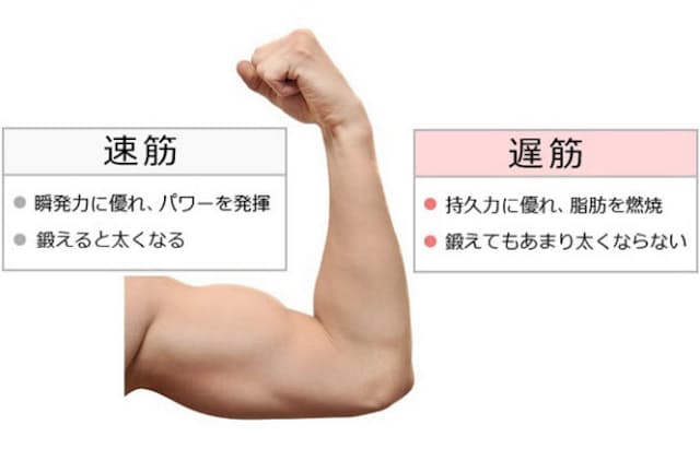 筋肉には大きく分けて「速筋」と「遅筋」がある。原図＝(c) masterwilu-123RF
