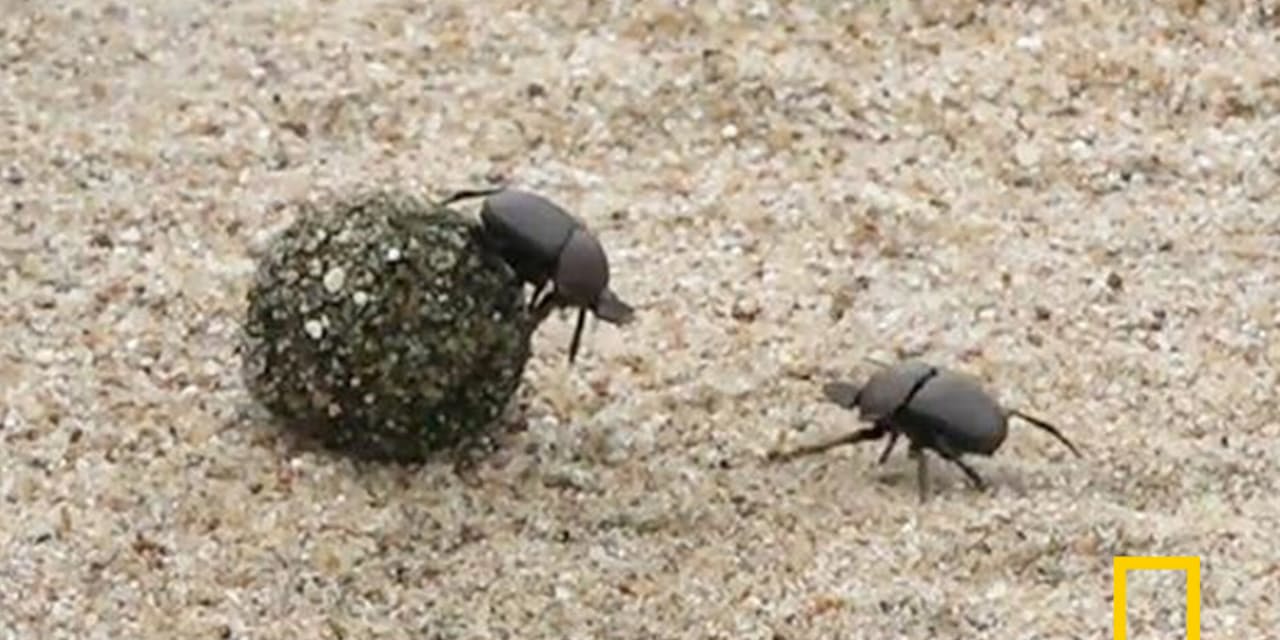 フンコロガシのしつこすぎる決闘 貴重な糞を奪い合い Nikkei Style フンコロガシのしつこすぎる決闘 貴重な糞を奪い合い Nikkei Style