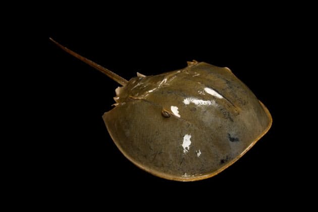 生きた化石 カブトガニ 実はクモの仲間だった Nikkei Style 生きた化石 カブトガニ 実はクモの仲間だった Nikkei Style