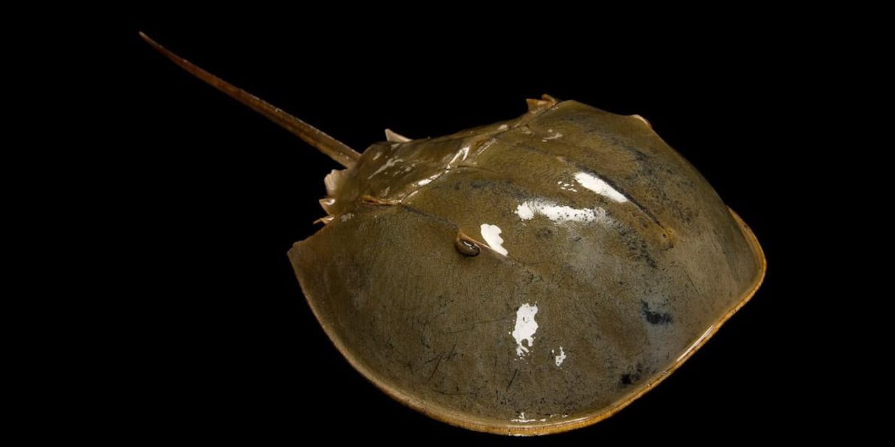 生きた化石 カブトガニ 実はクモの仲間だった Nikkei Style 生きた化石 カブトガニ 実はクモの仲間だった Nikkei Style