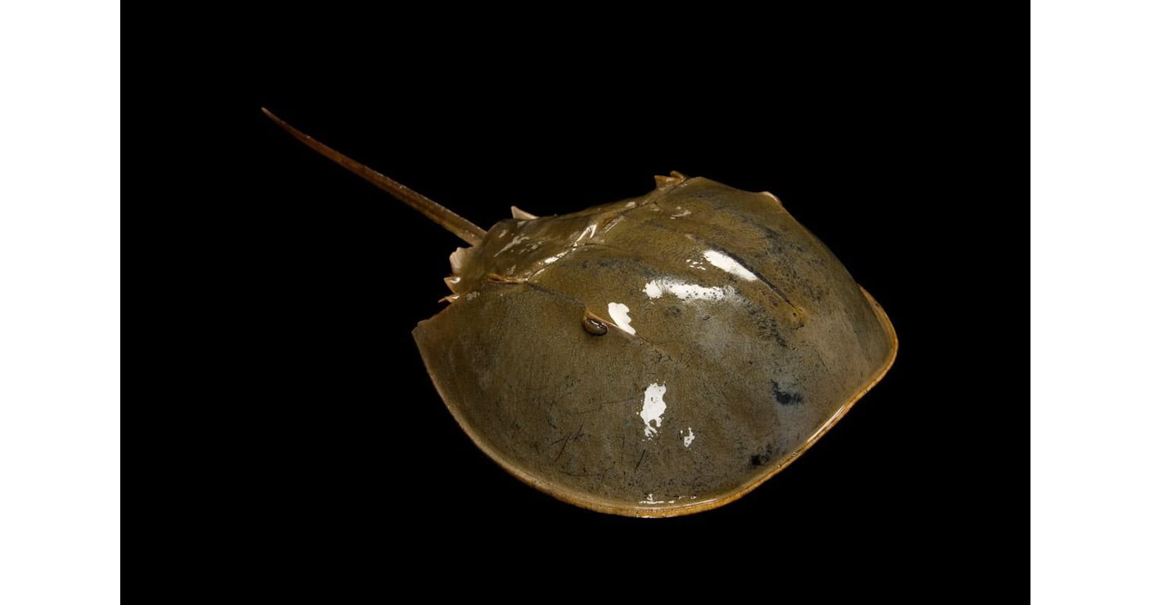 生きた化石 カブトガニ 実はクモの仲間だった Nikkei Style 生きた化石 カブトガニ 実はクモの仲間だった Nikkei Style