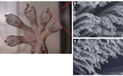 図1　ヤモリの足先の構造　　一見すると細かなひだがあるようにしか見えないヤモリの足（a）は、電子顕微鏡で拡大してみると非常に細かな毛のようなものが密生していることが分かった（b）。さらに拡大してみると、その先端がさらに細かく分岐している（c）。