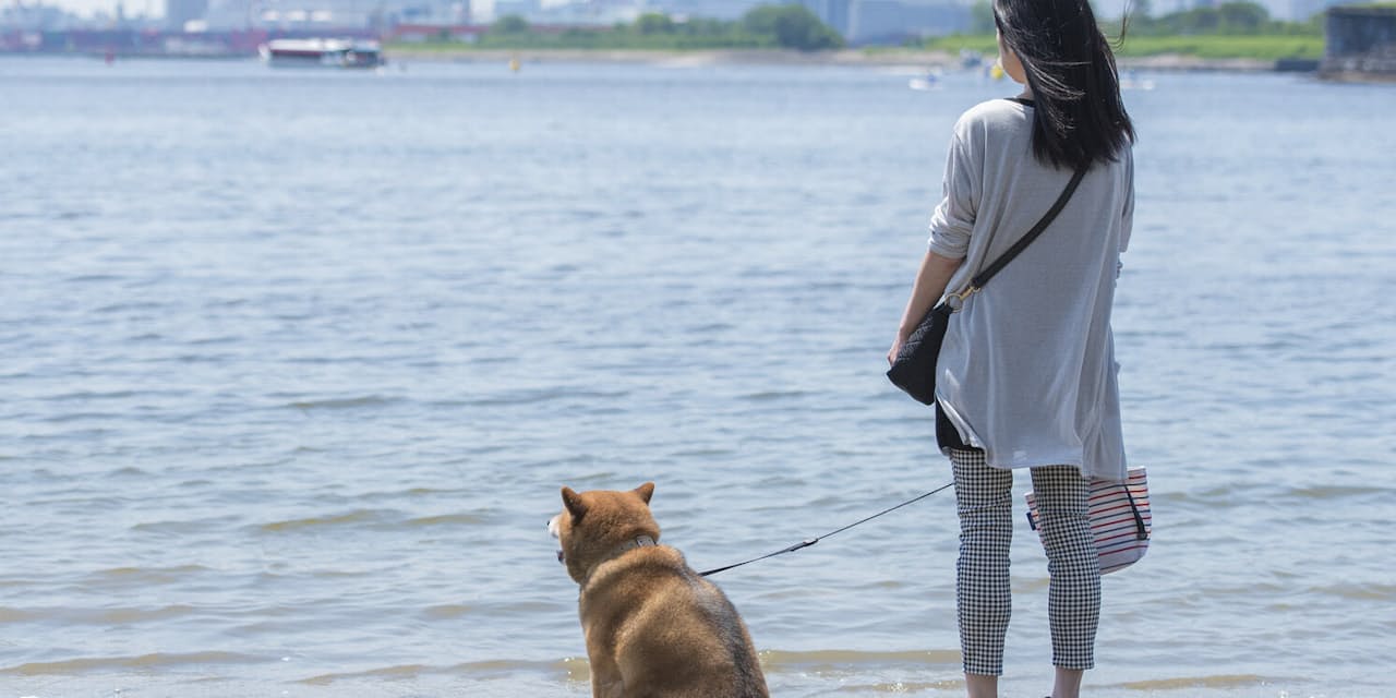 隣家に預けた愛犬が行方不明に 慰謝料は請求できる マネー研究所 Nikkei Style