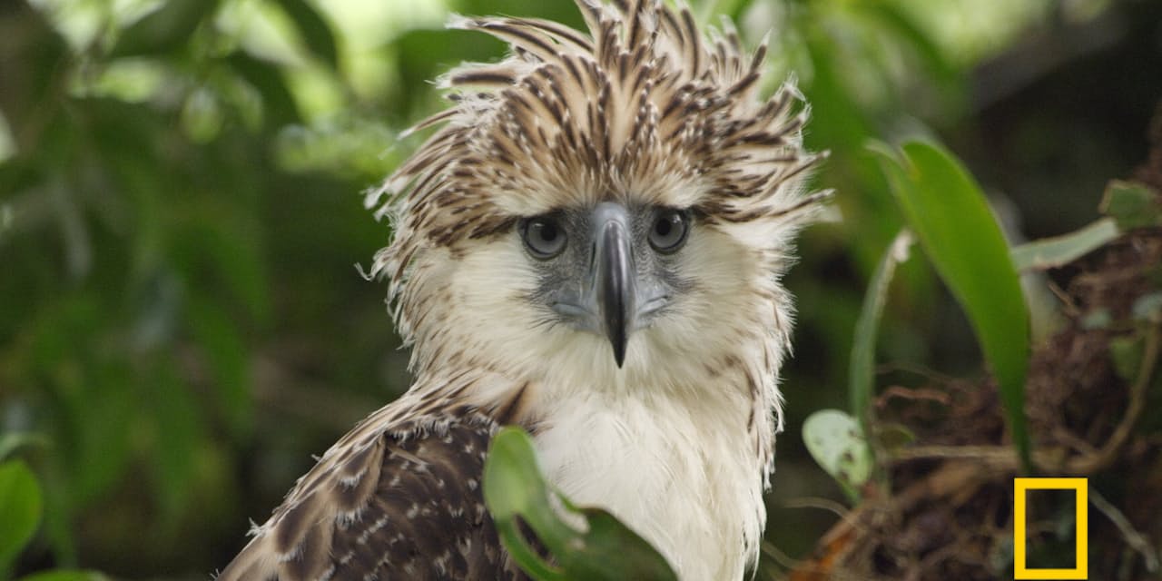 子を手塩にかけて育てる 絶滅危機のフィリピンワシ Nikkei Style