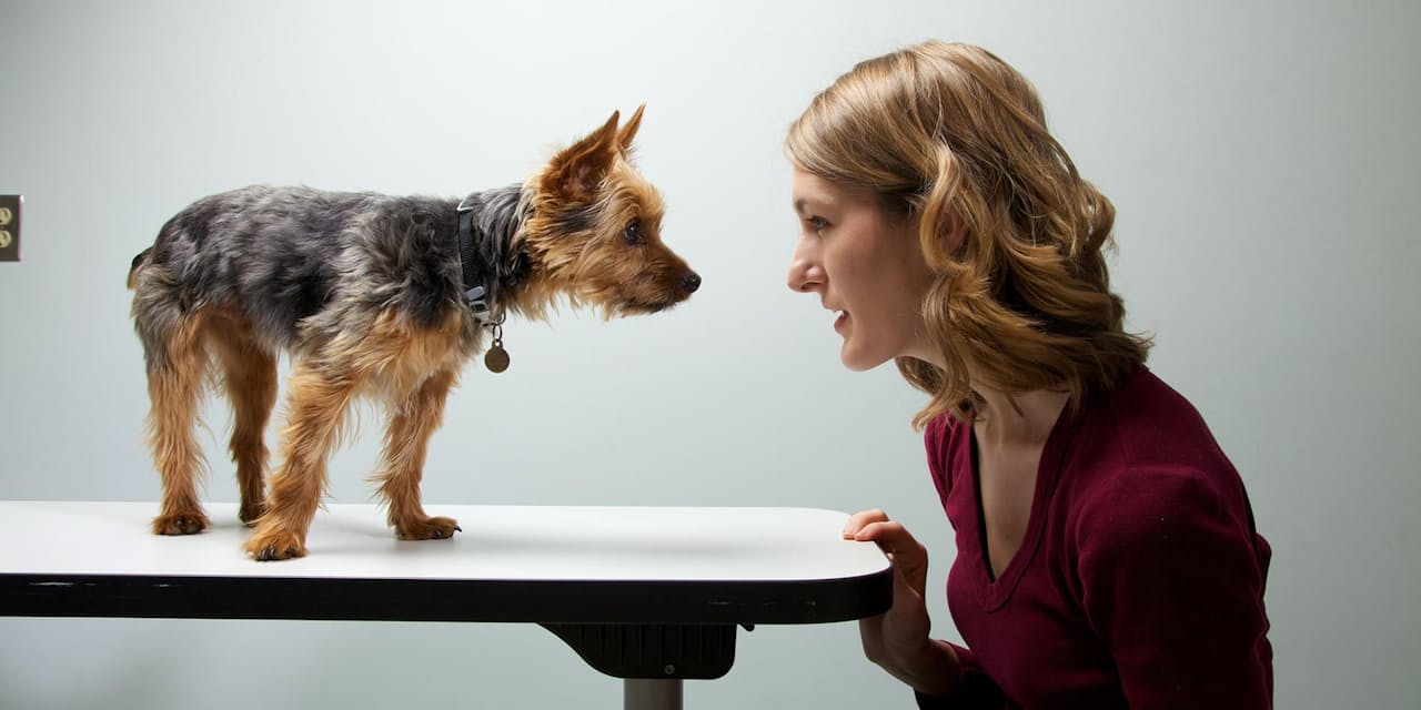 犬の性格は飼い主に似る 研究で認められる ナショジオ Nikkei Style