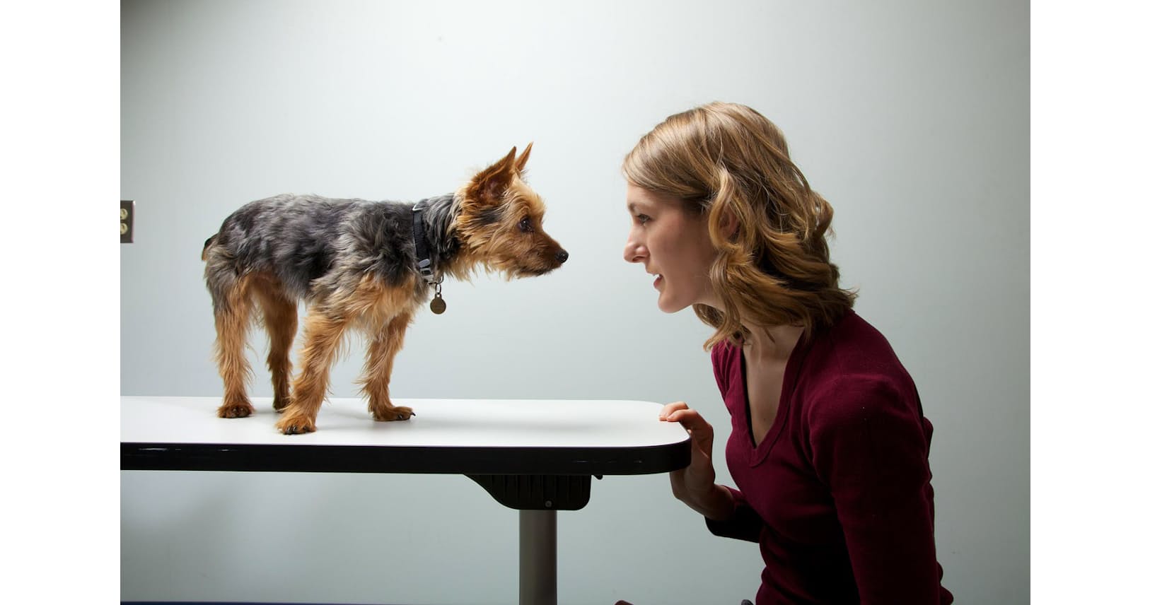 犬の性格は飼い主に似る 研究で認められる Nikkei Style 犬の性格は飼い主に似る 研究で認められる Nikkei Style