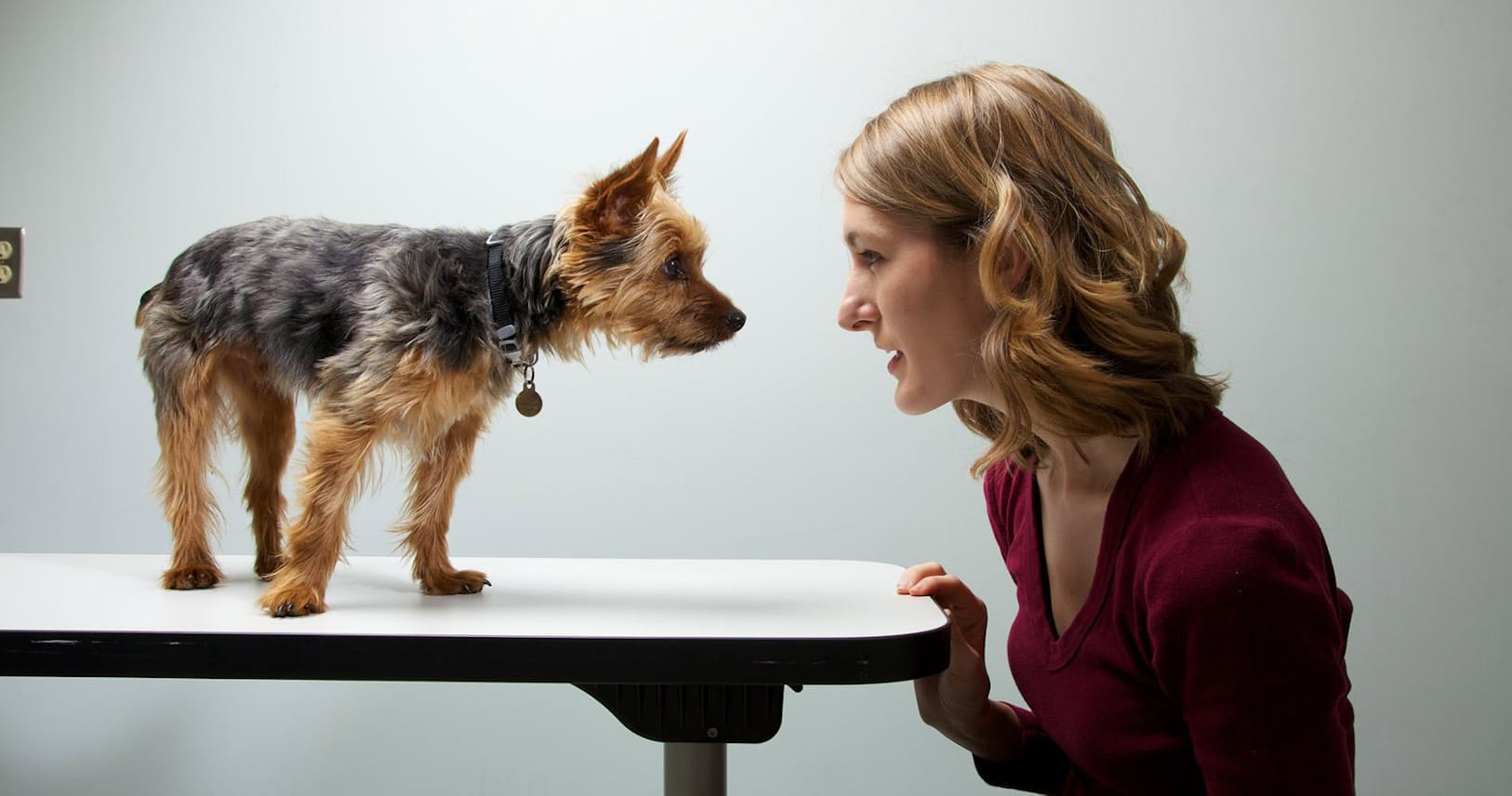 犬の性格は飼い主に似る 研究で認められる Nikkei Style 犬の性格は飼い主に似る 研究で認められる Nikkei Style