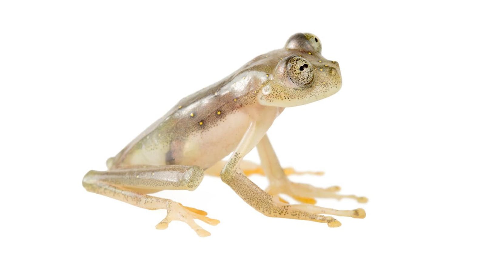 美しい透明カエルの新種発見 生息地を脅かす汚職問題 Nikkei Style 美しい透明カエルの新種発見 生息地を脅かす汚職問題 Nikkei Style