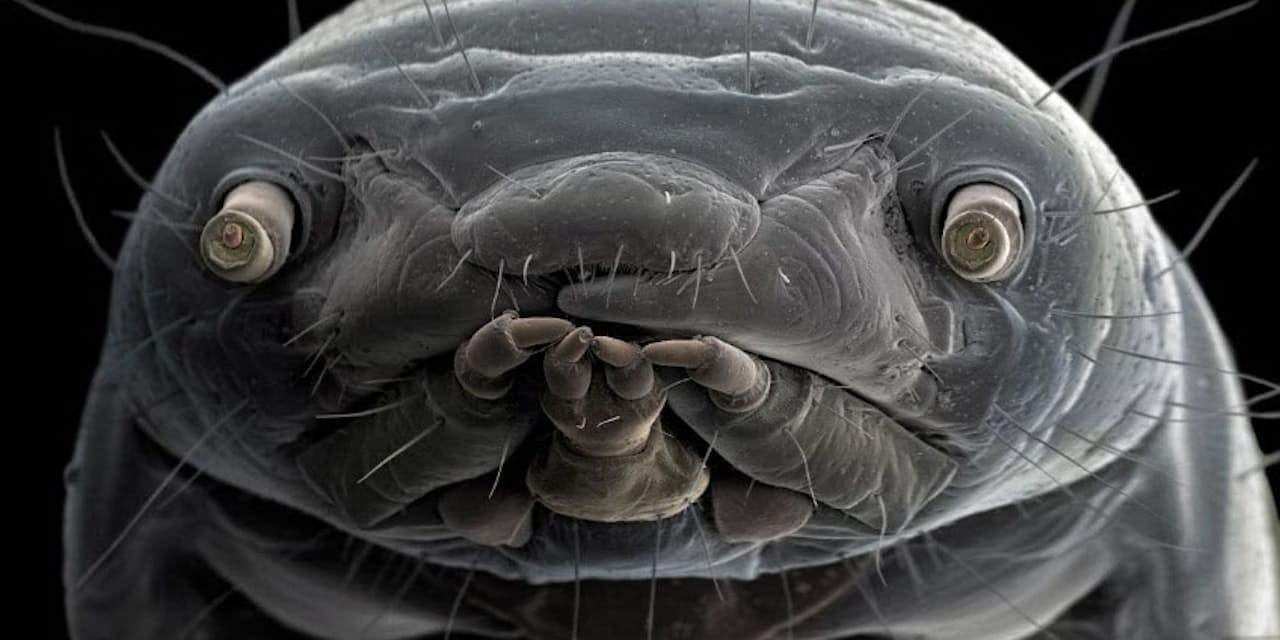 あなた誰 電子顕微鏡で撮った不思議な生物の肖像 ナショジオ Nikkei Style
