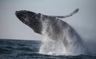 研究者によれば、2016年1月以来、米国東海岸沿いで死んだザトウクジラは88頭を数える。その前の3年間に記録された数の2倍以上だ（PHOTOGRAPH BY PAUL NICKLEN, NAT GEO IMAGE COLLECTION）