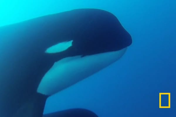 南極にサメはいないが 北極にはたくさんいる ペンギンがいるのは 南極と北極の Nikkei Style 南極にサメはいないが 北極にはたくさんいる ペンギンがいるのは 南極と北極の Nikkei Style