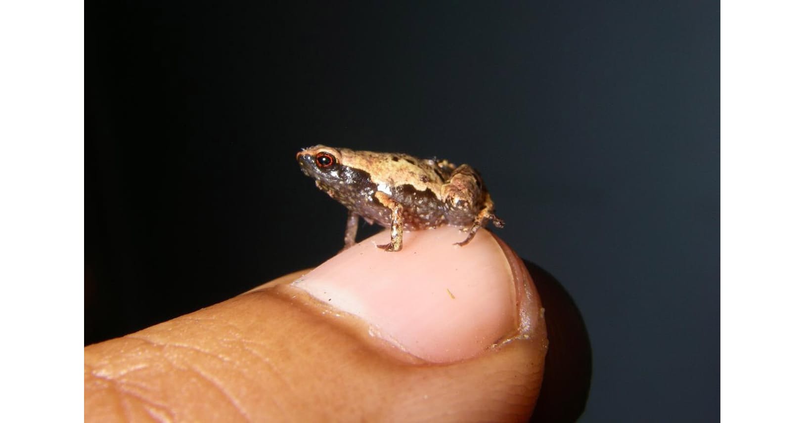 名は ミニマム ホチキスの針サイズの極小カエル Nikkei Style 名は ミニマム ホチキスの針サイズの極小カエル Nikkei Style