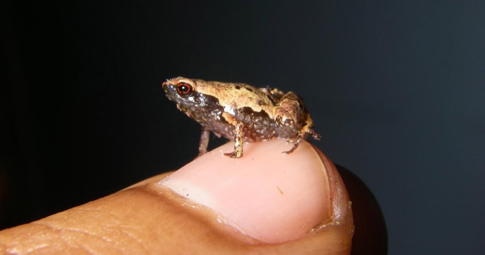 名は ミニマム ホチキスの針サイズの極小カエル Nikkei Style 名は ミニマム ホチキスの針サイズの極小カエル Nikkei Style