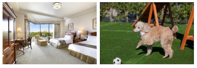 藤田観光 ホテル椿山荘東京で アニバーサリーステイ With わんちゃん を提供開始 日本経済新聞