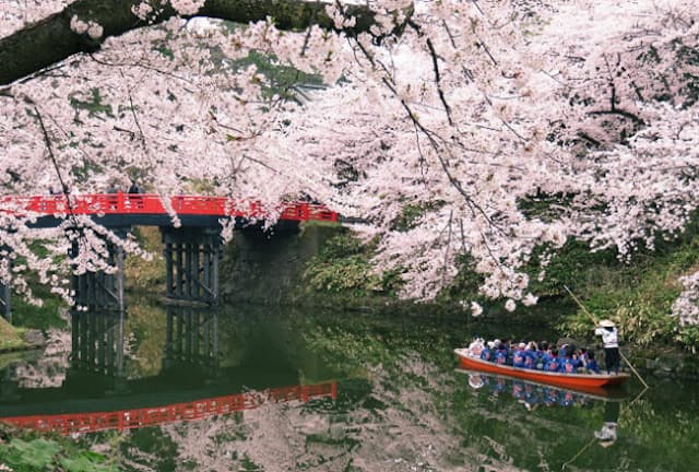 まもなく桜の見ごろを迎える青森の弘前公園