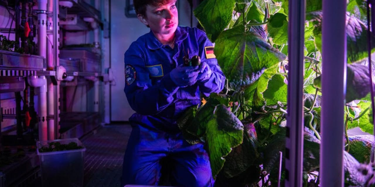 目指すは火星移住 南極で野菜を育てる世界の研究者 Nikkei Style 目指すは火星移住 南極で野菜を育てる世界の研究者 Nikkei Style