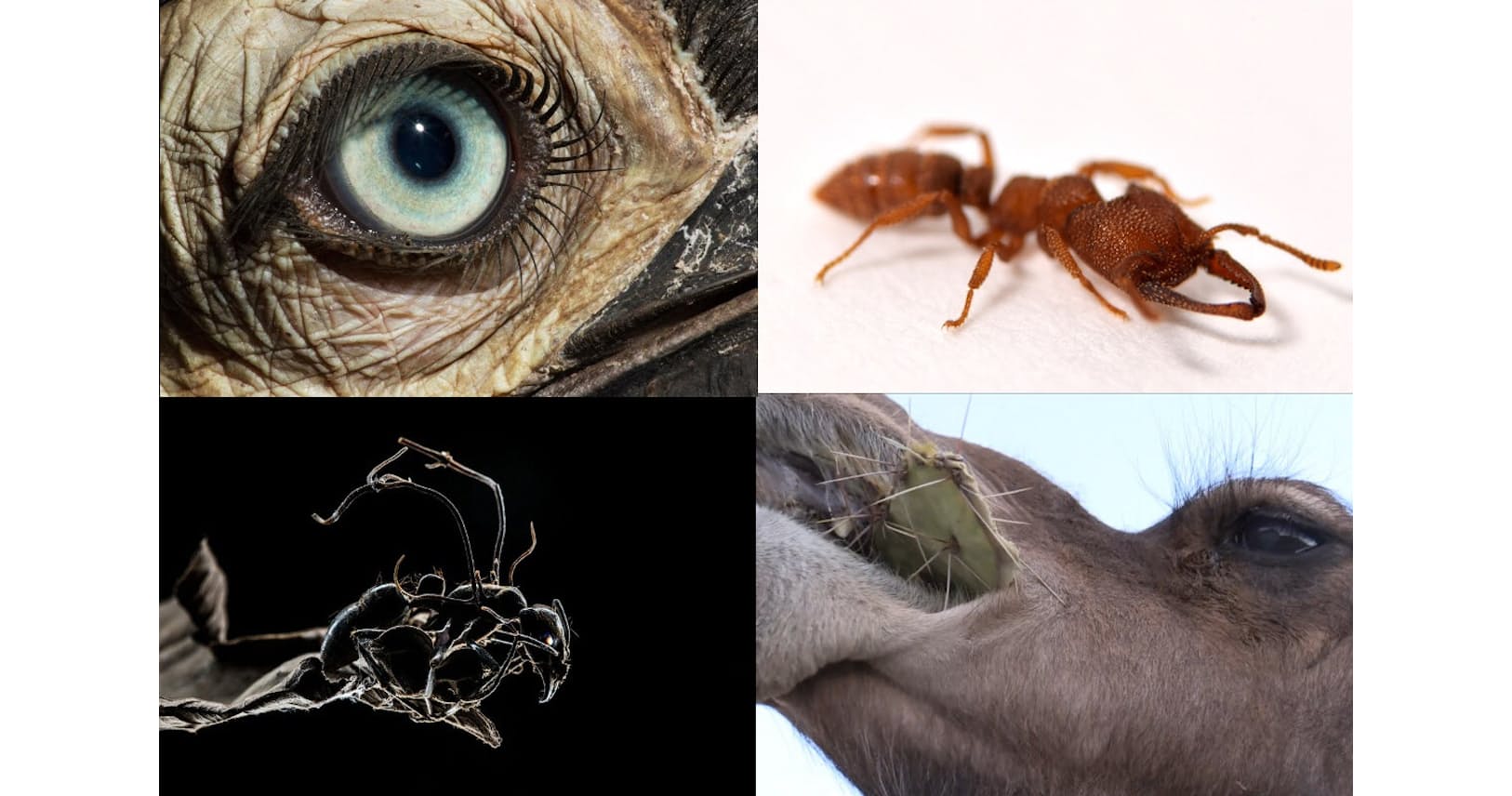 動物たちの意外な超能力 ナショジオが選ぶベスト10 Nikkei Style 動物たちの意外な超能力 ナショジオが選ぶベスト10 Nikkei Style