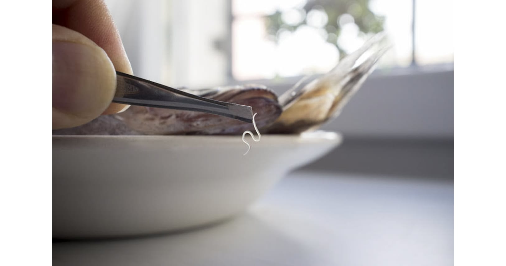 魚の生食は 新鮮 安全 ではない アニサキスに注意 Nikkei Style 魚の生食は 新鮮 安全 ではない アニサキスに注意 Nikkei Style
