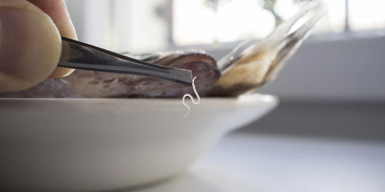 魚の生食は 新鮮 安全 ではない アニサキスに注意 Nikkei Style 魚の生食は 新鮮 安全 ではない アニサキスに注意 Nikkei Style