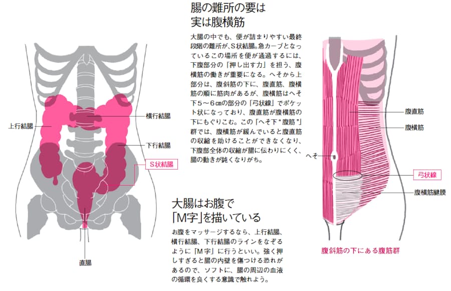 便秘解消 下腹も凹ます へそ下腹筋 トレ 日本経済新聞 便秘解消 下腹も凹ます へそ下腹筋 トレ 日本経済新聞
