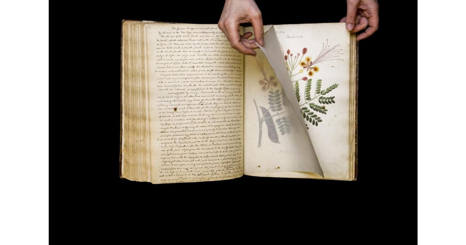 失われたカリブの手描き植物図鑑 190年ぶりに発見 Nikkei Style 失われたカリブの手描き植物図鑑 190年ぶりに発見 Nikkei Style